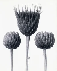 Serratula Nudicaulis (Kahlstängelige Sägewurz), ca. 1928