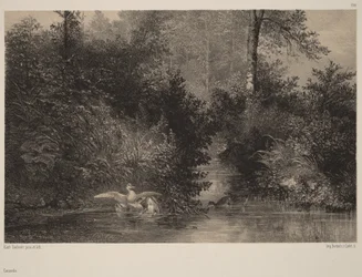 Enten