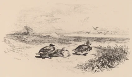 Wildenten