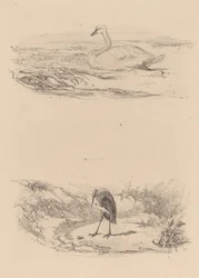Schwan, Reiher