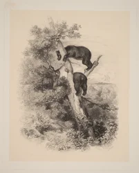Zwei Bären