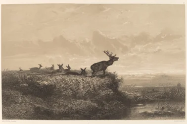 Der Morgen. Hirsch und Rehe