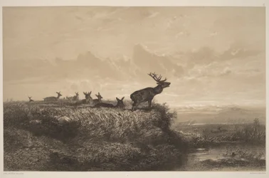 Der Morgen. Hirsch und Hirschkühe