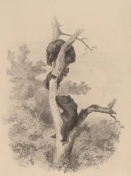 Die Bären