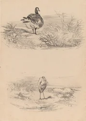 Gans, Reiher