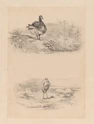 Gans, Reiher