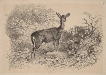 Eine Hirschkuh