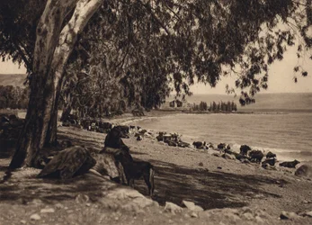 See Genezareth, Ort, an dem die Fünftausend gespeist wurden