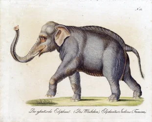 Asiatischer Elefant (Weiblich)
