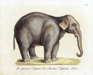 Asiatischer Elefant (Männlich) (Druck)