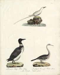 Auk, Fliegender Sonnenvogel und Nördlicher Taucher