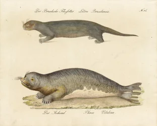 Brasilianischer Flussotter und Seehund