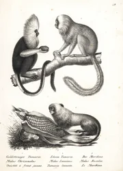 Buffy-gesichtiger Marmoset und Goldener Löwenaffe