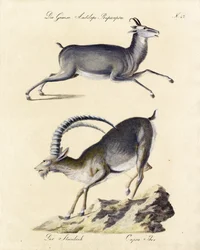 Gämse und Alpensteinbock (Druck)