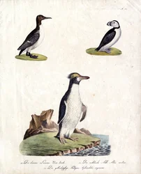 Trottellumme, Arktischer Alke und Haubenpinguin