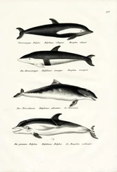 Verschiedene Arten von Delfinen, 1824