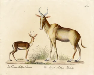 Dorkasgazelle und Nilgau