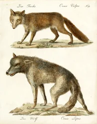 Fuchs und Wolf