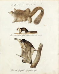 Gleitende Säugetiere