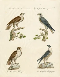 Habicht und Turmfalke