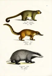 Honigbär, 1824