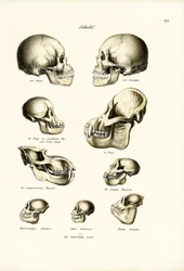 Menschliche Schädel, 1824