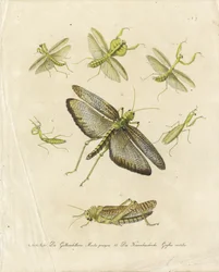 Gottesanbeterinnen und Heuschrecken (Druck)