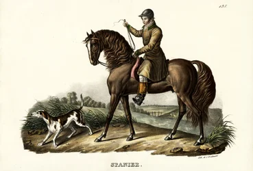 Spanisches Jagdpferd, 1824