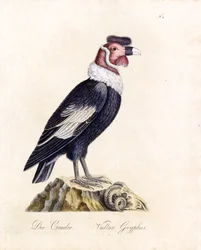 Der Kondor