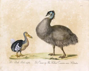 Der Dodo und der Kasuar von Neu-Holland