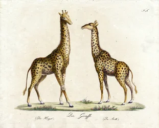 Die Giraffe (Männlich und Weiblich) (Druck)