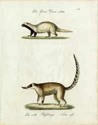 Der Grison und der Nasenbär