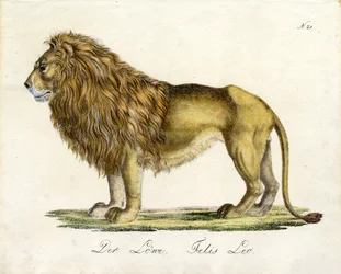 Der Löwe