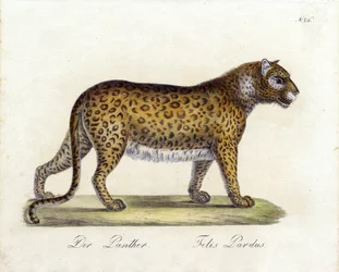 Der Panther (Druck)
