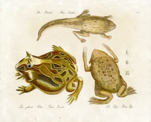 Verschiedene Froscharten
