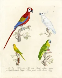 Verschiedene Papageienarten