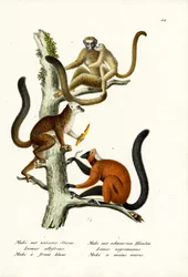 Weißstirnlemur, 1824
