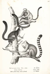 Weißkopflemur und Katta