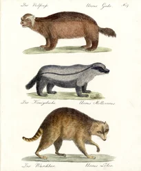 Vielfraß, Honigdachs und Waschbär