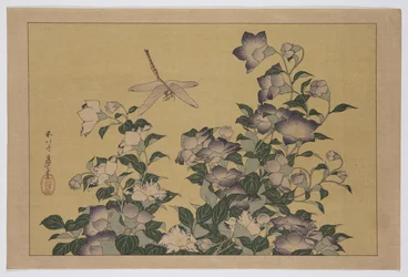Glockenblume und Libelle