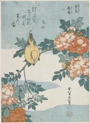 Schwarznackenpirol und Chinesischer Roseneibisch, ca. 1833