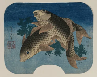 Zwischen Wasserpflanzen schwimmender Karpfen, 1831