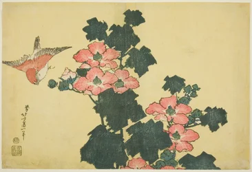 Baumwollrosen und Spatz, aus einer unbetitelten Serie großer Blumen