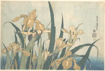 Grashüpfer und Iris
