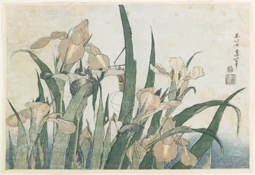 Irisblüten und Heuschrecke, ca. 1830-31
