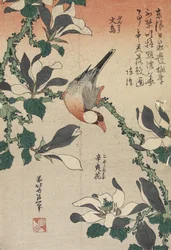 Java-Sperling und Magnolie, ca. 1832