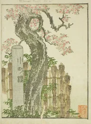 Komachi-Kirschbaum (Komachi zakura), aus dem illustrierten Buch "Bilderbuch der Vergnügungen des Ostens (Ehon Azuma asobi)"