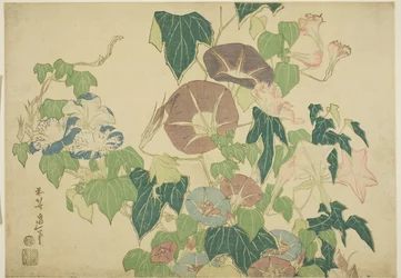 Morgenröte und Baumfrosch, aus einer unbetitelten Serie von großen Blumen