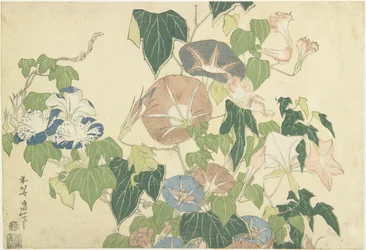 Morgenruhm und Baumfrosch, aus der unbetitelten Serie bekannt als Große Blumen, ca. 1833-34