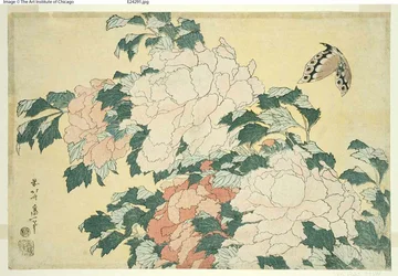 Pfingstrosen und Schmetterling, aus einer unbetitelten Serie großer Blumen